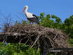 101PARC AUX OISEAUX DANS L AIN 2016 1_000060